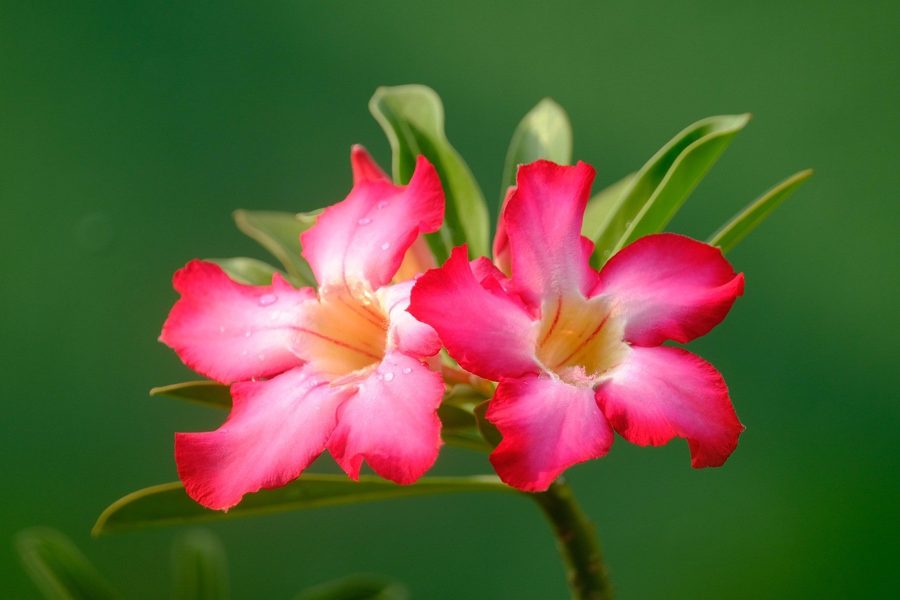 Rosa do deserto florida