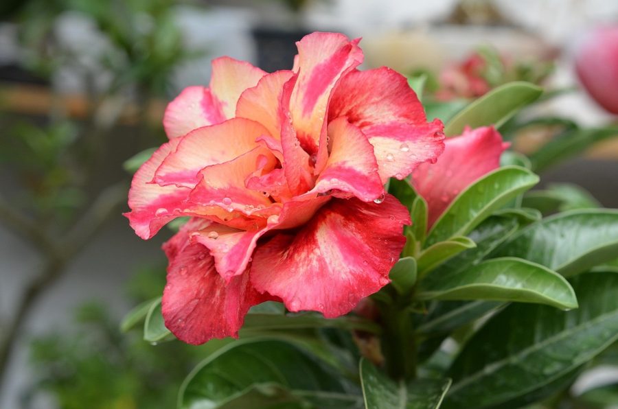 Flor dobrada de rosa do deserto