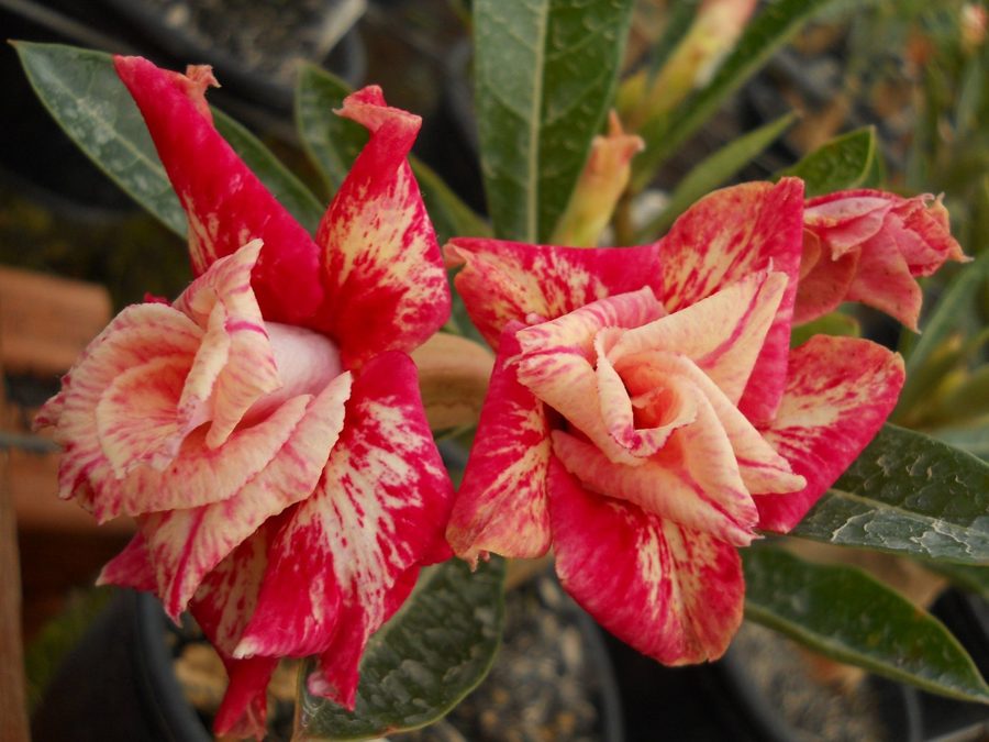 Flores dobradas de rosa do deserto